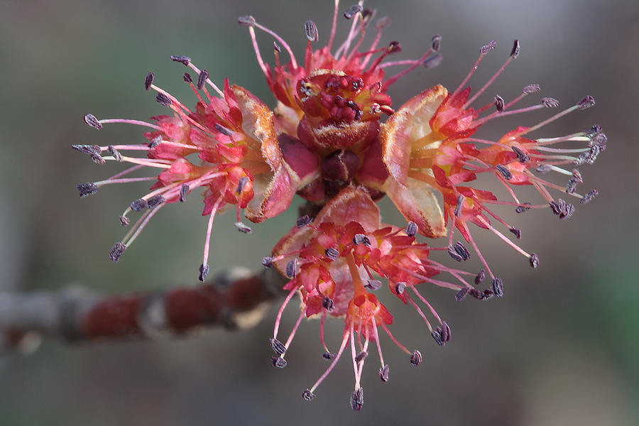 Red Maple Male Flowers Photograph by Daniel Reed
