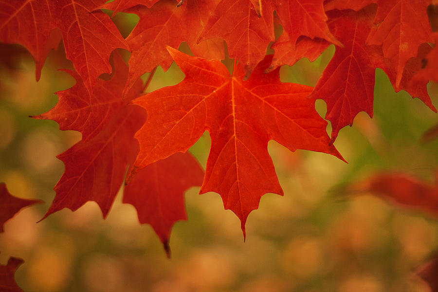 Red Maple Photograph by Michael Porchik