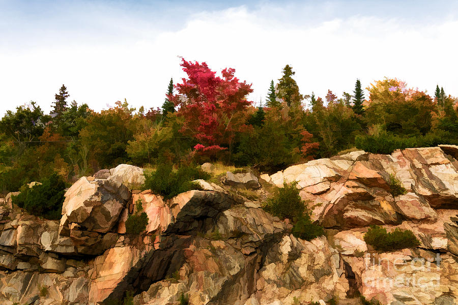 Red Maple On Rocks - painterly Photograph by Les Palenik