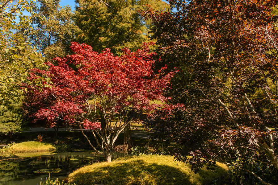 Red maple Photograph by Penny Lisowski