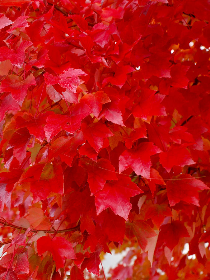 Red Maple Power Photograph by Teri Schuster