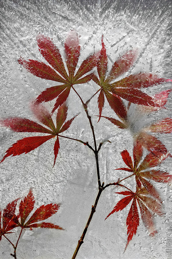 Leaves Photograph - Red Maple by Secundino Losada