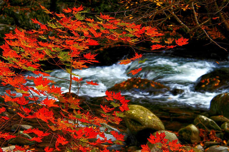 Red Maple Stream  Photograph by Randall Branham