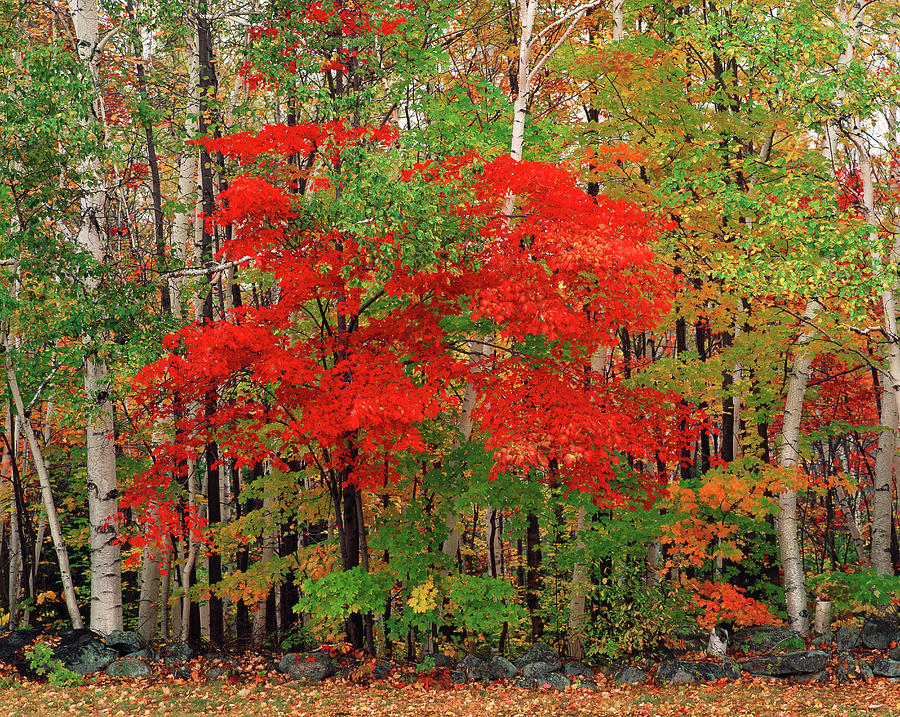 Red Maple Tree And White Birch Trees In Photograph by Danita Delimont Red Maple Tree And White Birch Trees In Photograph by Danita Delimont
