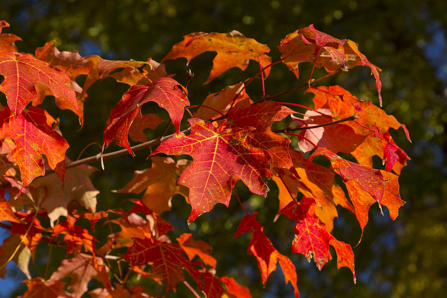 Red Maple Tree Closeup 2 Photograph by John Brueske