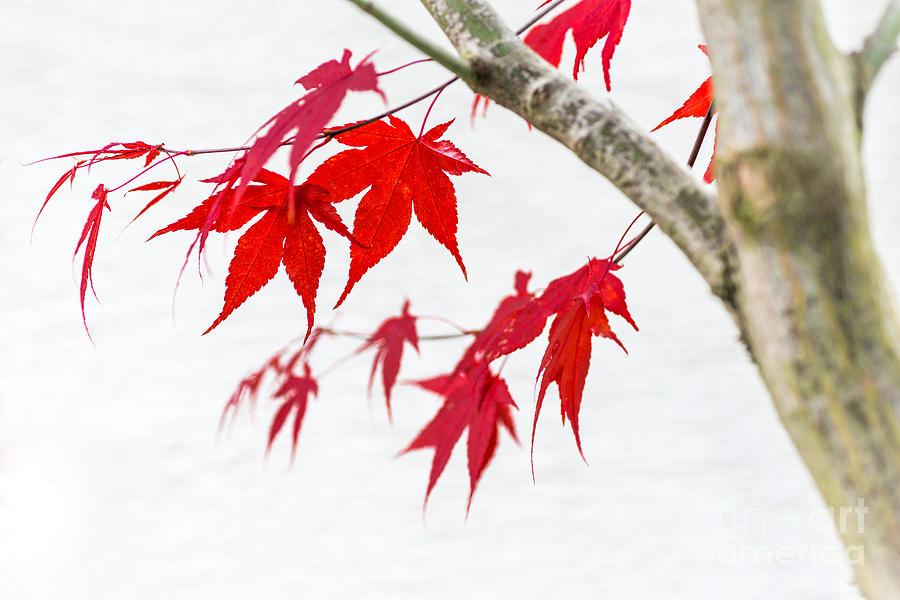 Red Maple Tree Photograph by Hannes Cmarits