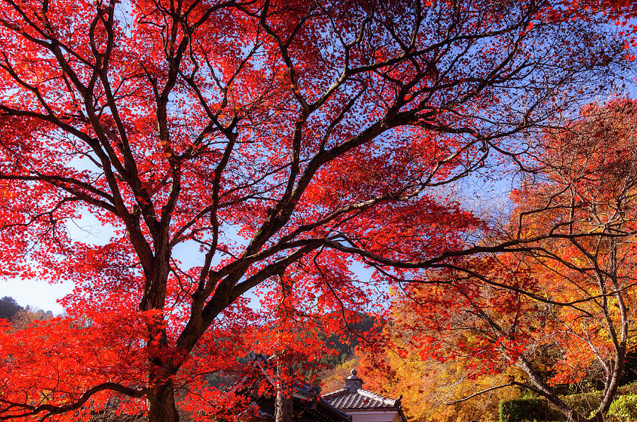Red Maple Tree In A Temple Photograph by Ma Photo