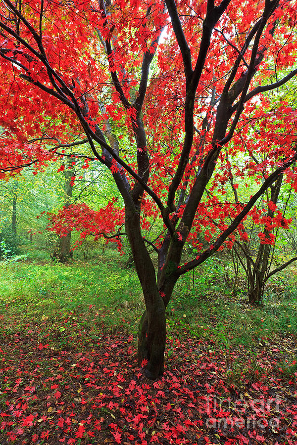 Tree Photograph - Red Maple tree in Autumn by Richard Thomas
