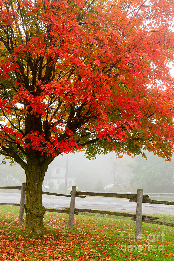 Red Maple Tree Photograph by Les Palenik
