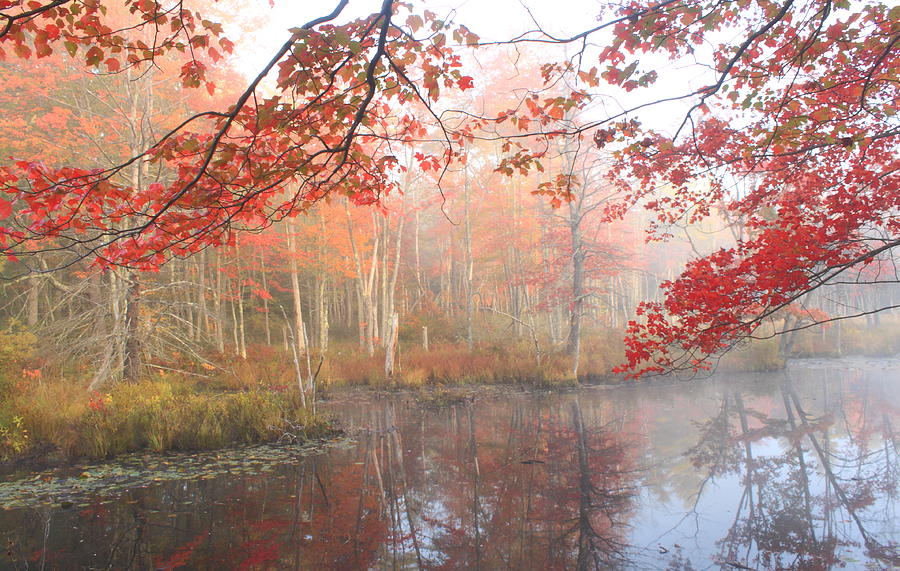Red Maple Wetland Fall Foliage Photograph by John Burk