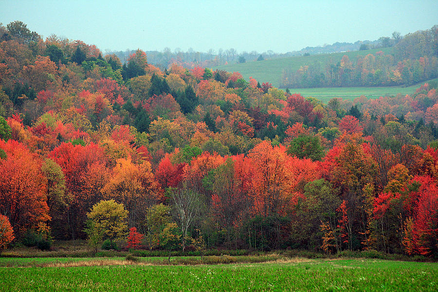 Red Maples Photograph by David Simons - Fine Art America