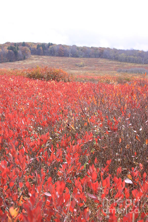 Red Meadow Photograph by Robin Pedrero