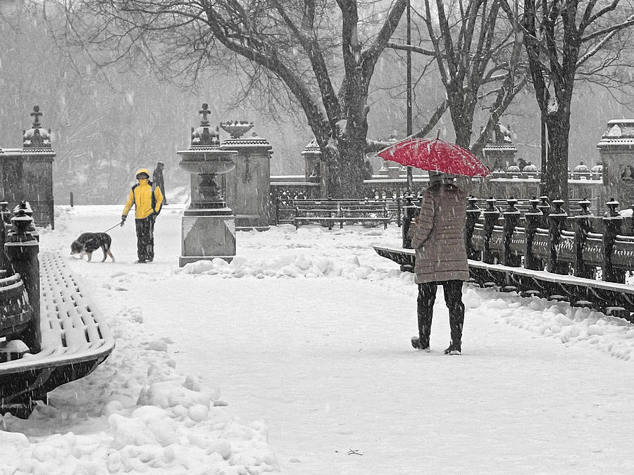 Central Park Photograph - Red Meets Yellow by Cornelis Verwaal