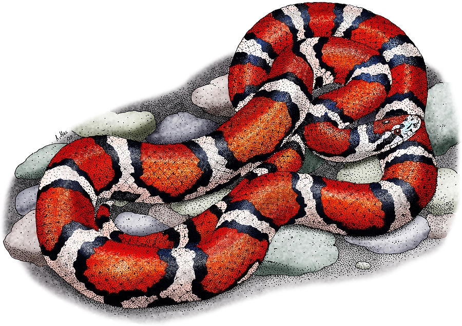 Red Milk Snake Photograph by Roger Hall