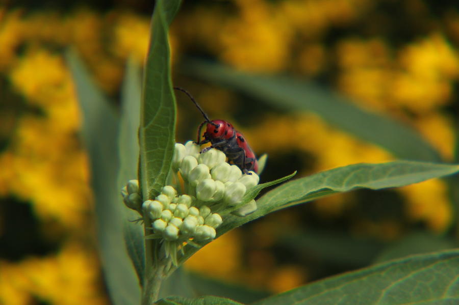 Red Milkweed Beetle 2 Photograph by Adam Kimpton - Fine Art America