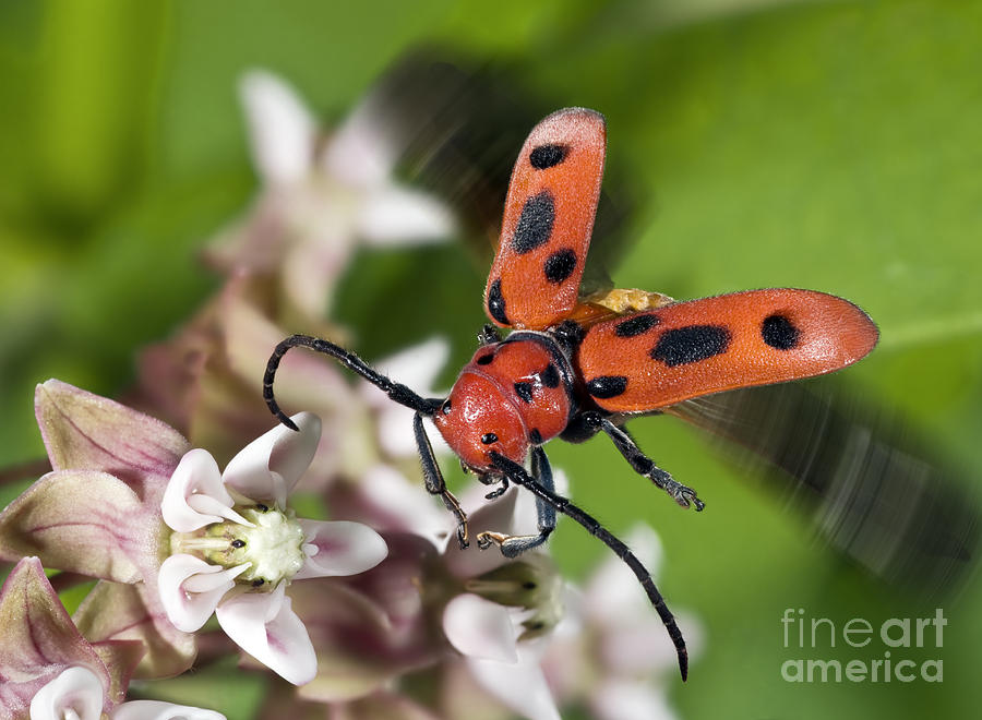 Red Milkweed Beetle Photograph by Phil Degginger