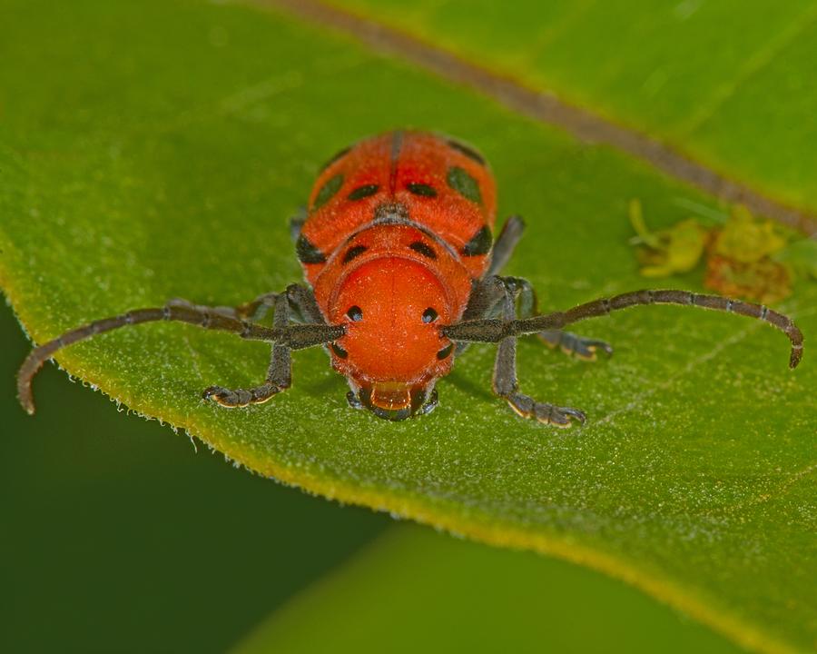 Red Milkweed Beetle Photograph by Tony Beck