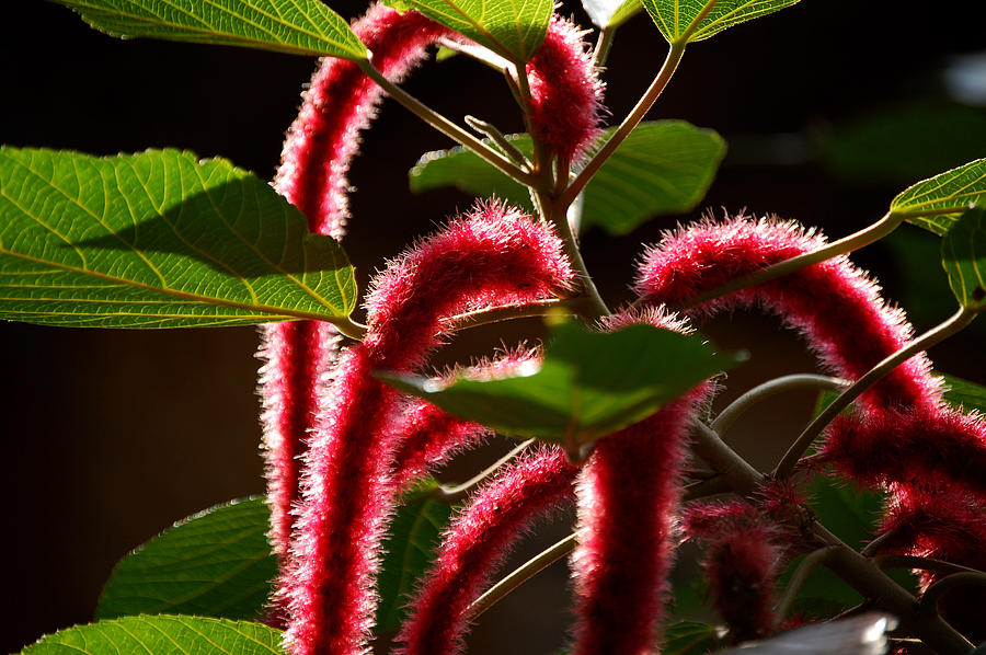 Red Monkey Tail Photograph