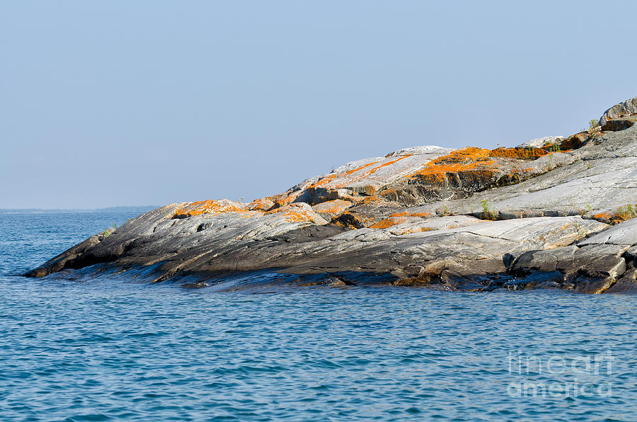 Red moss on rocky coastline Photograph by Les Palenik