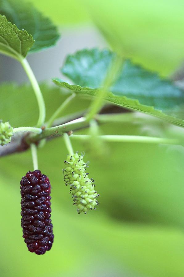 Red Mulberry (morus Rubra) Fruits Photograph by Maria Mosolova/science Photo Library