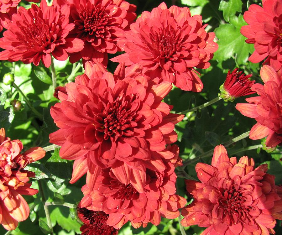 Flower Photograph - Red Mums by TN Fairey