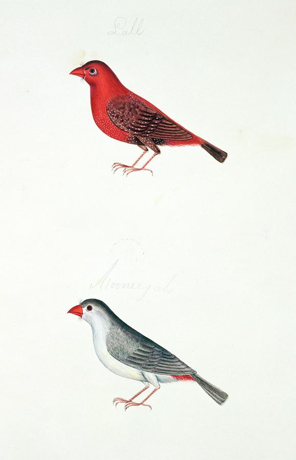 Red Munia Photograph by Natural History Museum, London/science Photo Library