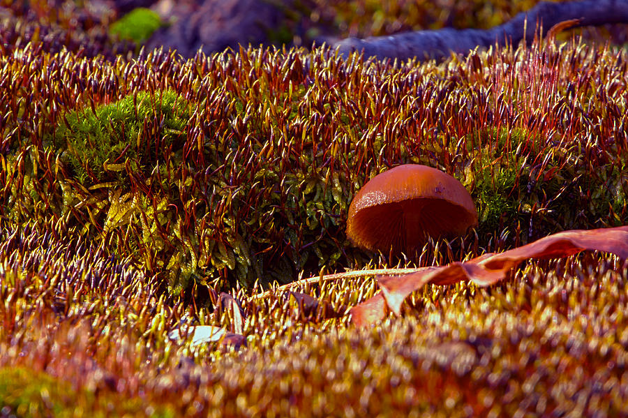 Red Mushroom Inn Photograph by Thomas Sellberg