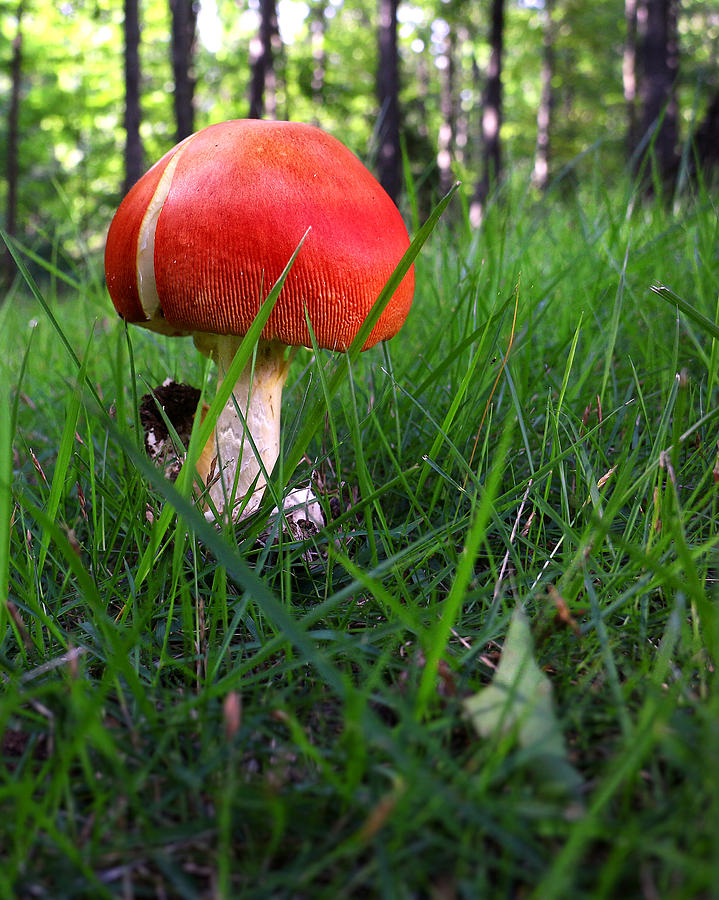 Red Mushroom Photograph by Joe Myeress