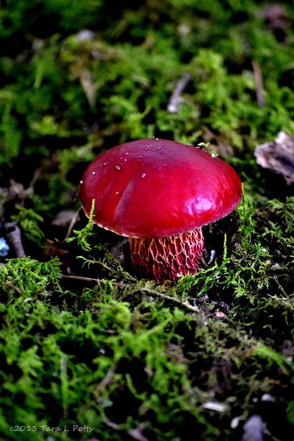 Red Mushroom Photograph by Tara Potts