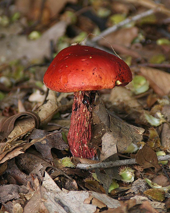 Red Mushroom Photograph by William Selander