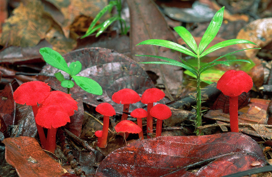 Red Mushrooms On Forest Floor Photograph by Thomas Marent
