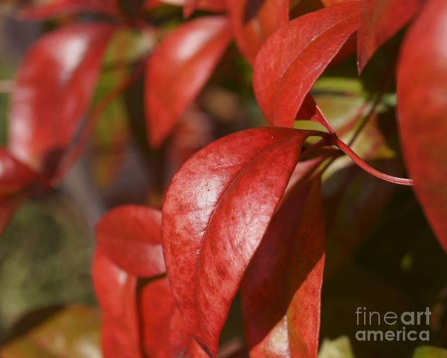 Red Nandina Leaves Photograph by MM Anderson
