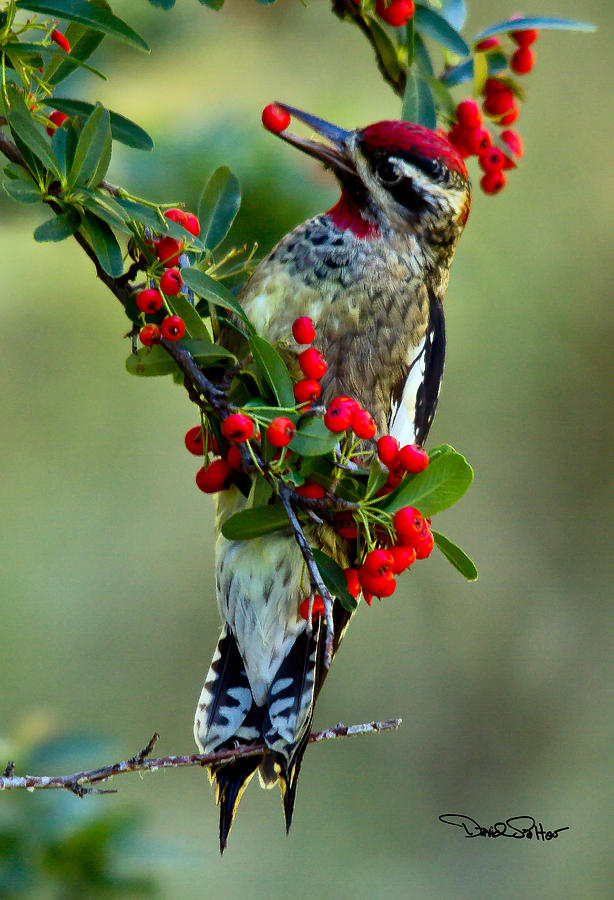 Red-naped Sapsucker Photograph by David Salter