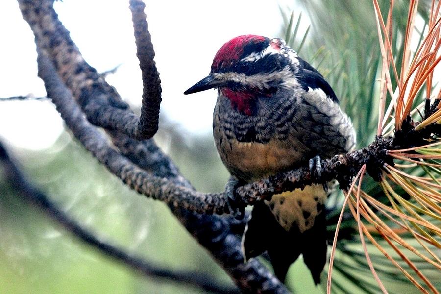 Red-naped Sapsucker Photograph by Marilyn Burton