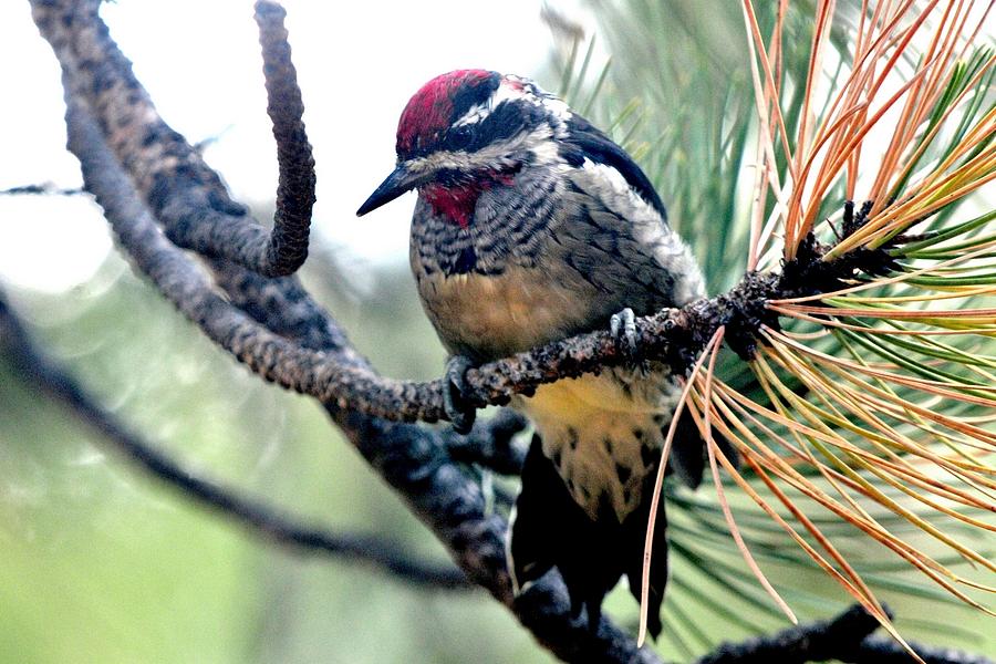 Red-naped Sapsucker on Pine Tree Photograph by Marilyn Burton