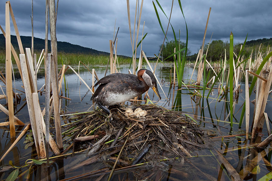Red-necked Grebe At Nest British Photograph by Connor Stefanison