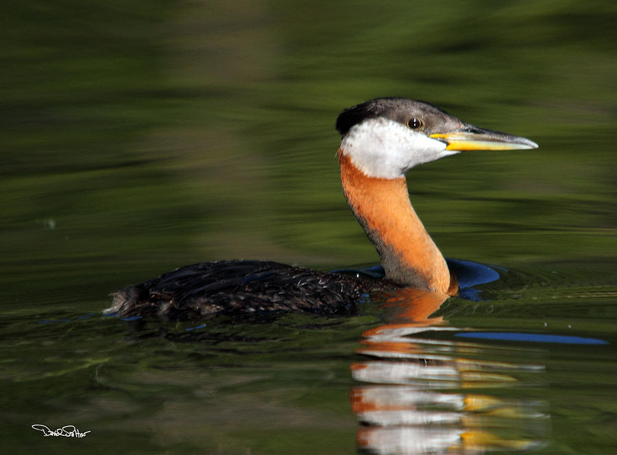 Red-necked Grebe Photograph by David Salter - Fine Art America