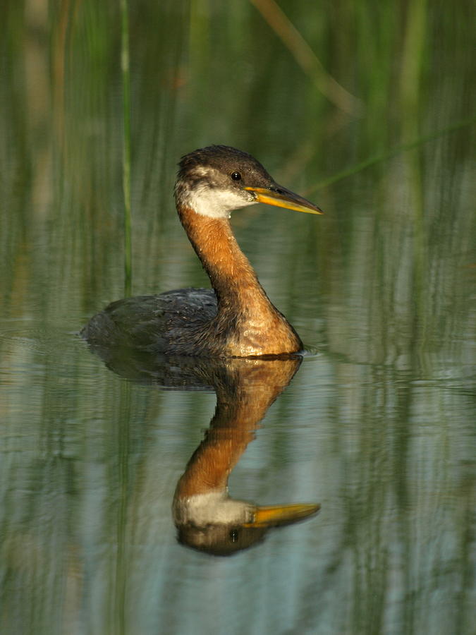 Red-necked Grebe Photograph