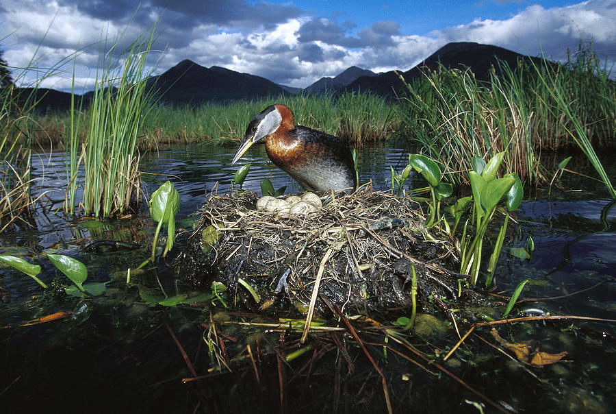 Red Necked Grebe on Floating Nest Photograph by Michael Quinton