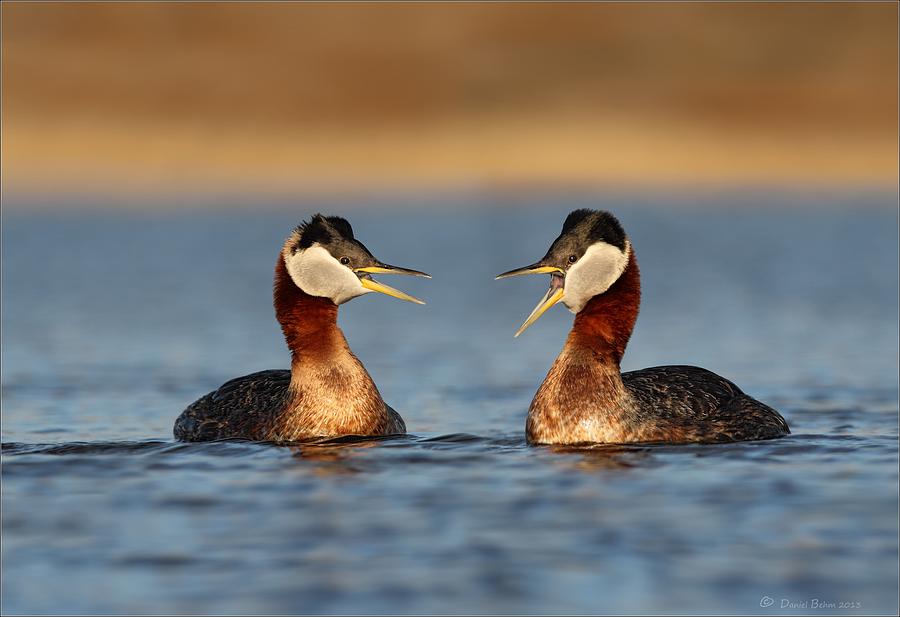 Red Necked Grebe Pair Photograph by Daniel Behm