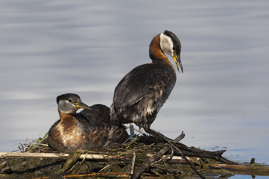 Red-necked Grebes At Nest Bc Canada Photograph by Tom Vezo