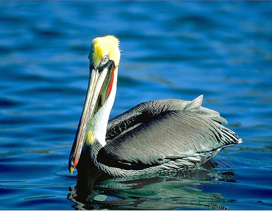 Red Necked Pelican by Pristine Images Red Necked Pelican by Pristine Images