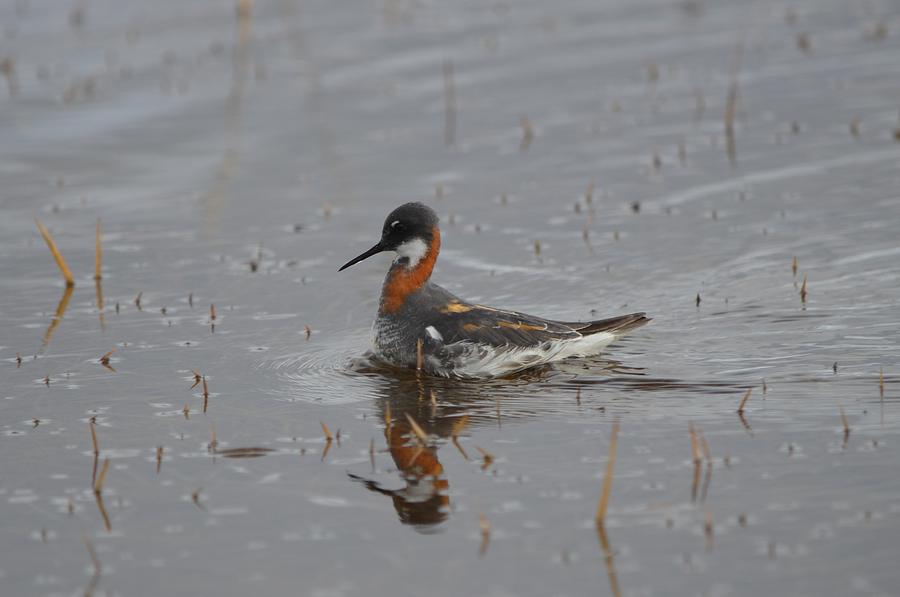 Red-necked Phalarope Photograph by James Petersen