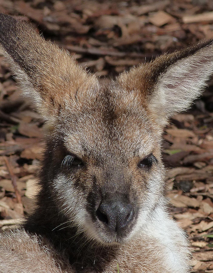 Red-necked Wallaby Portrait Photograph by Margaret Saheed