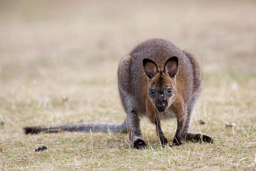 Animal Photograph - Red-necked Wallaby, Subspecies by Martin Zwick