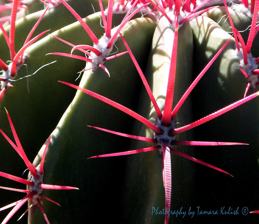 Red Needles on Barrel Cactus Photograph by Tamara Kulish