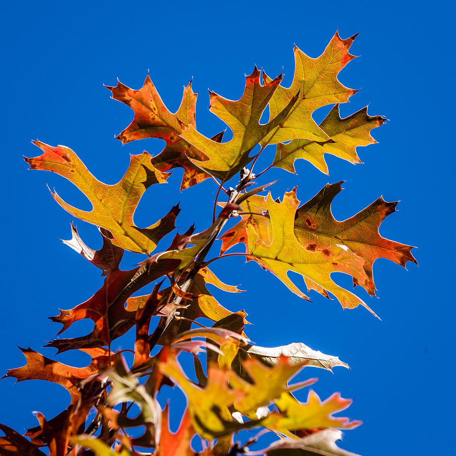Red Oak and Blue Skies Photograph by Melinda Ledsome