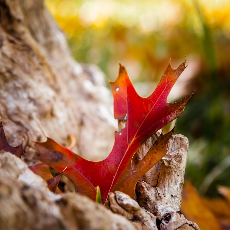 Red Oak Leaf Photograph by Melinda Ledsome