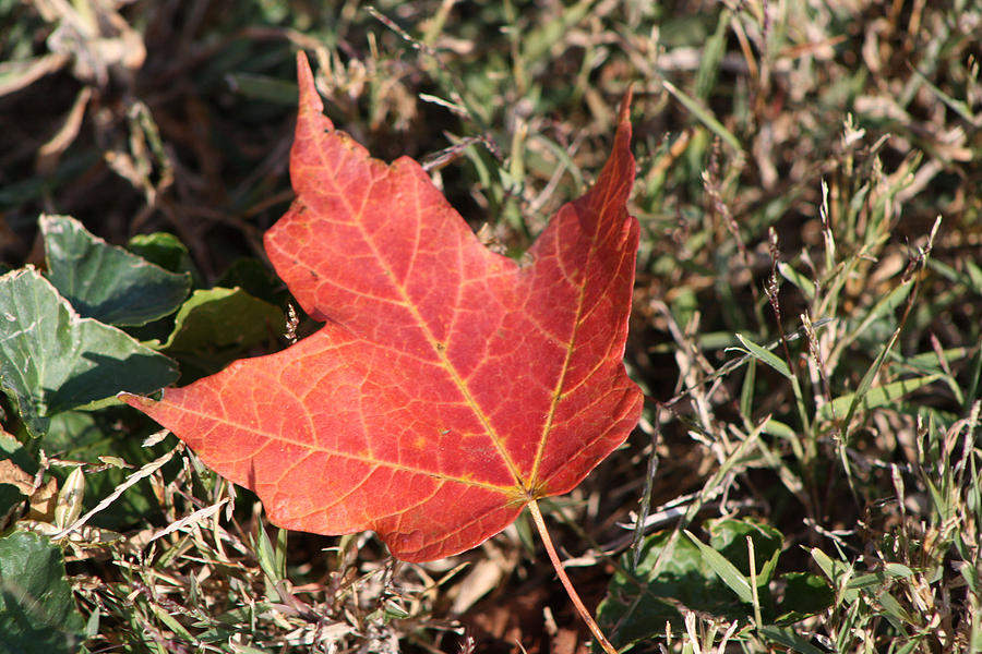 Red Oak Leaf Photograph by Michele Wilson