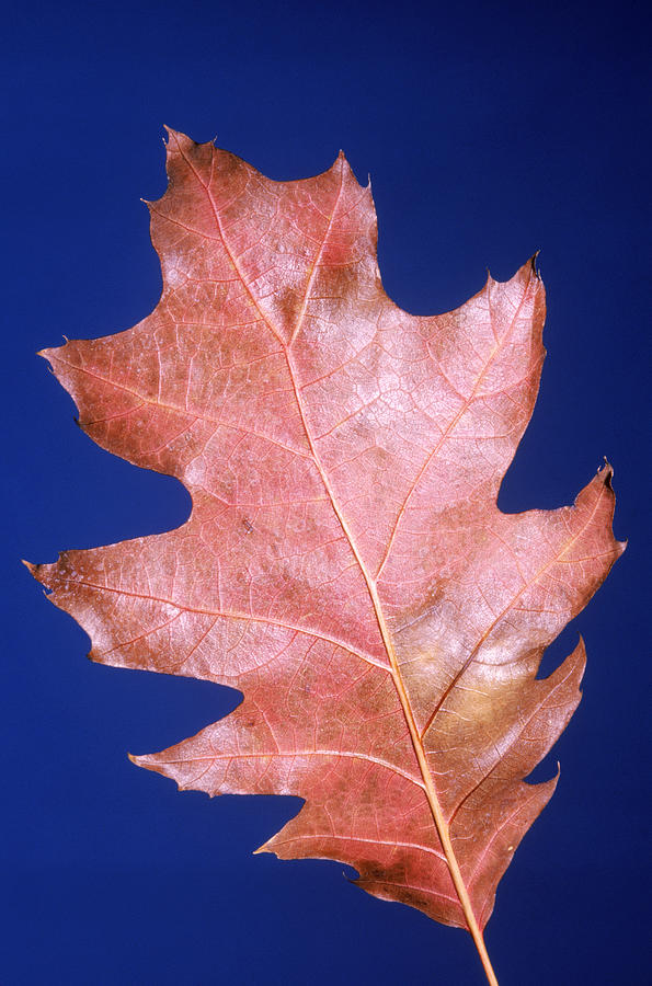 Tree Photograph - Red Oak Leaf by Robert J. Erwin